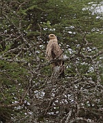 Tawny eagle (aquila rapax),  Tarangire N.P